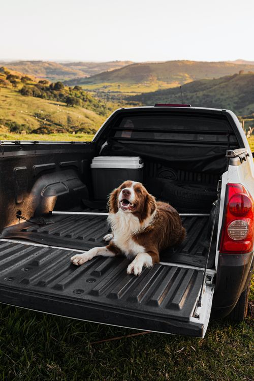 A dog lying comfortably on the open trunk floor of a car.